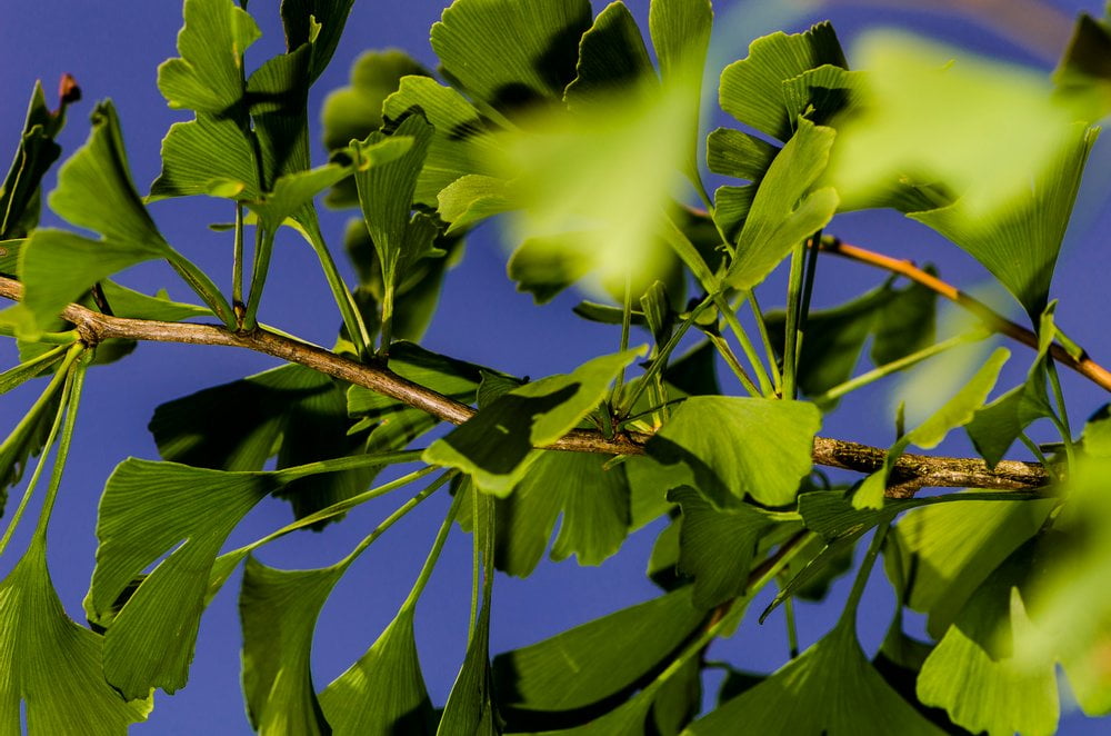Ginkgo Blätter Detail