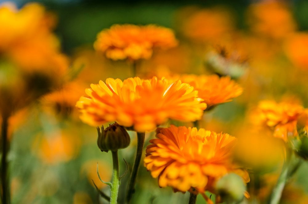 Ringelblume Garten Ringelblume Heilpflanzen Ratgeber Salus