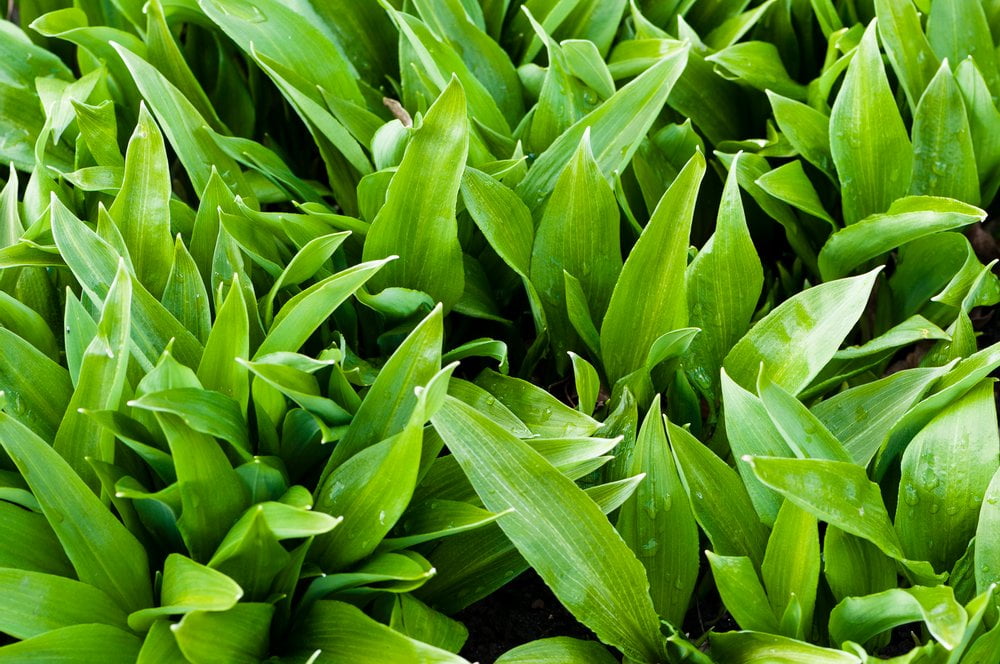 Bärlauch HeilpflanzenRatgeber SALUS®