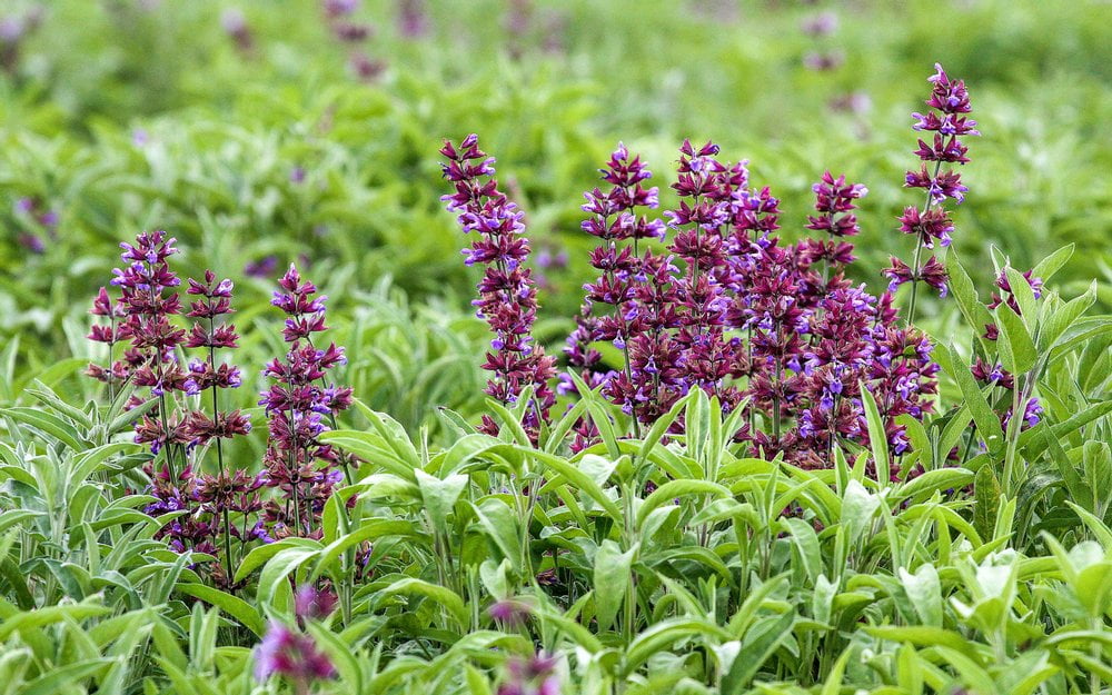 Salbei HeilpflanzenRatgeber SALUS®