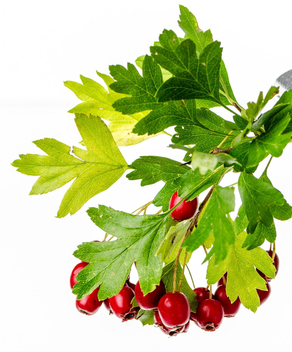Weißdorn, Zweigriffliger - Heilpflanzen-Ratgeber - SALUS®