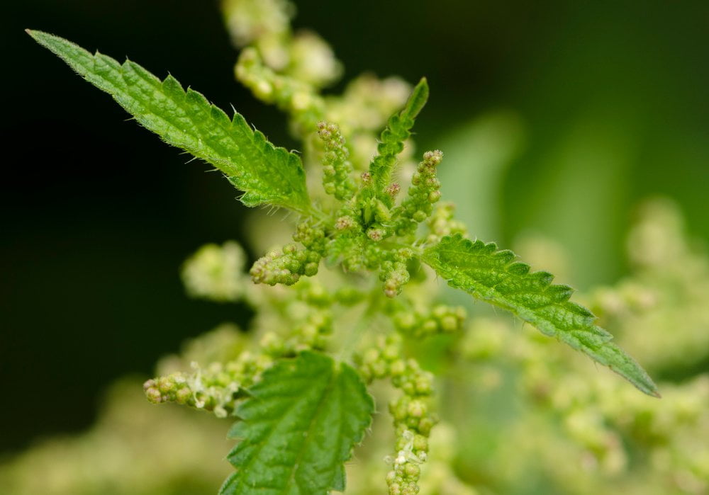 brennnessel urtica dioica