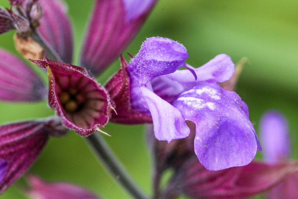 Salbei HeilpflanzenRatgeber SALUS®