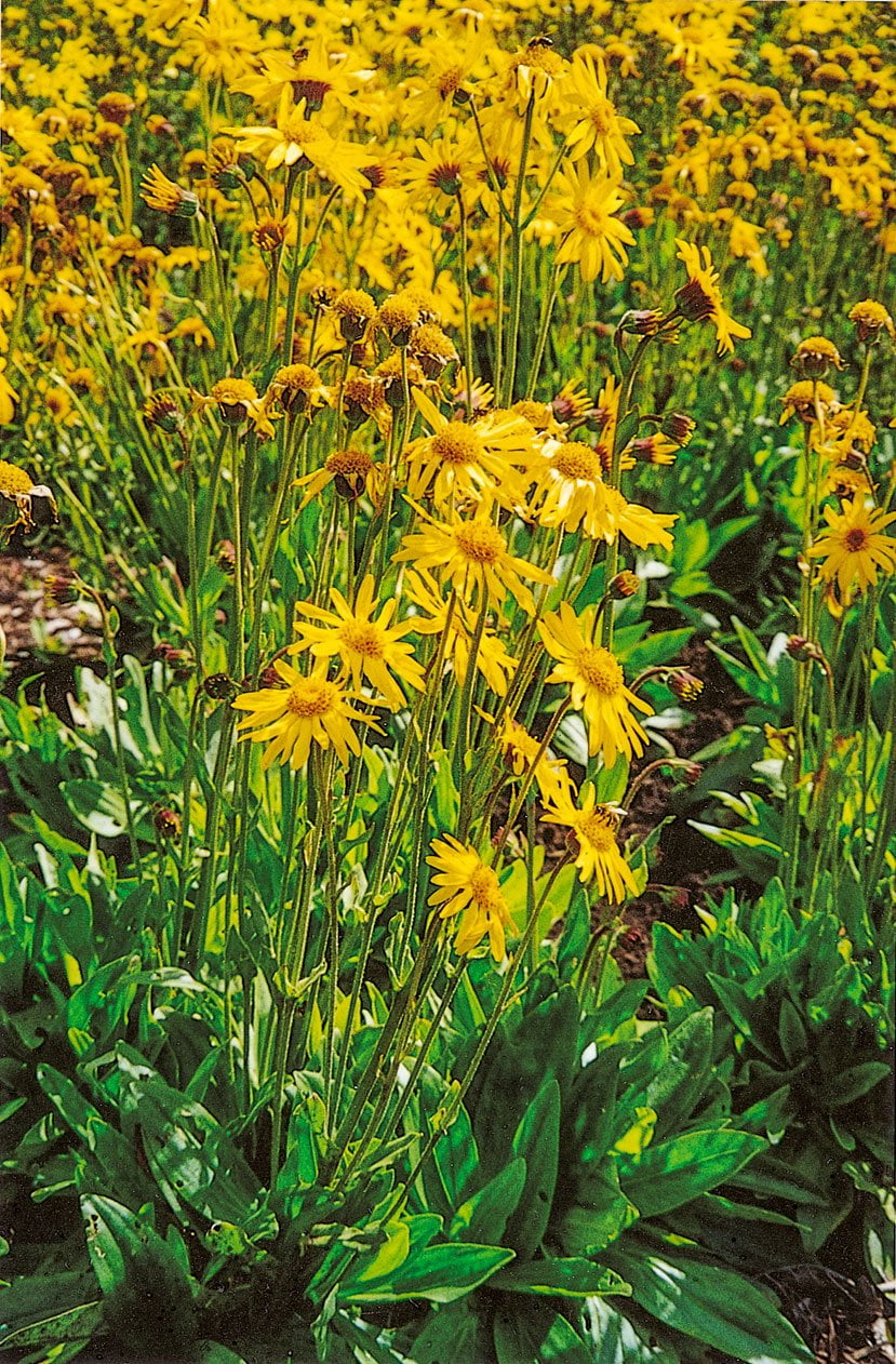 Echte Arnika HeilpflanzenRatgeber SALUS®