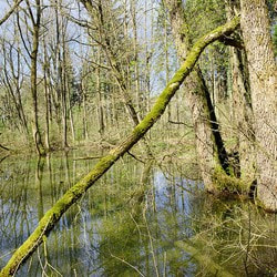 Tag der Arzneipflanze im Salus Auwald-Biotop