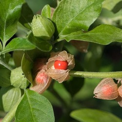 Ashwagandha