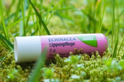 Echinacea Lippenpflege