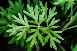 Wermutkraut (Artemisia absinthium L.)