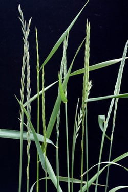 quecke heilpflanzen ratgeber salus