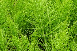 acker schachtelhalm heilpflanzen