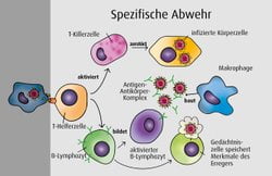 Das Immunsystem Funktion Und Tipps Zur Unterstutzung Salus