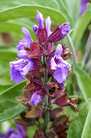Salbei Blüte