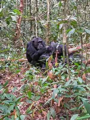 Gorillas im Regenwald