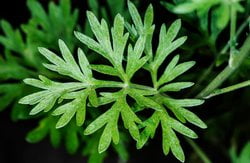 Wermutkraut (Artemisia absinthium L.)